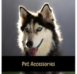 Pet Accessories